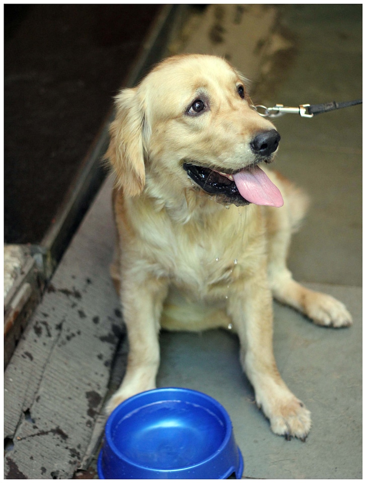 Dog Drinking Water