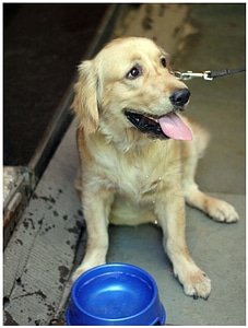 Dog Drinking Water photo