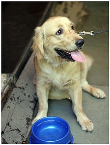 Dog Drinking Water