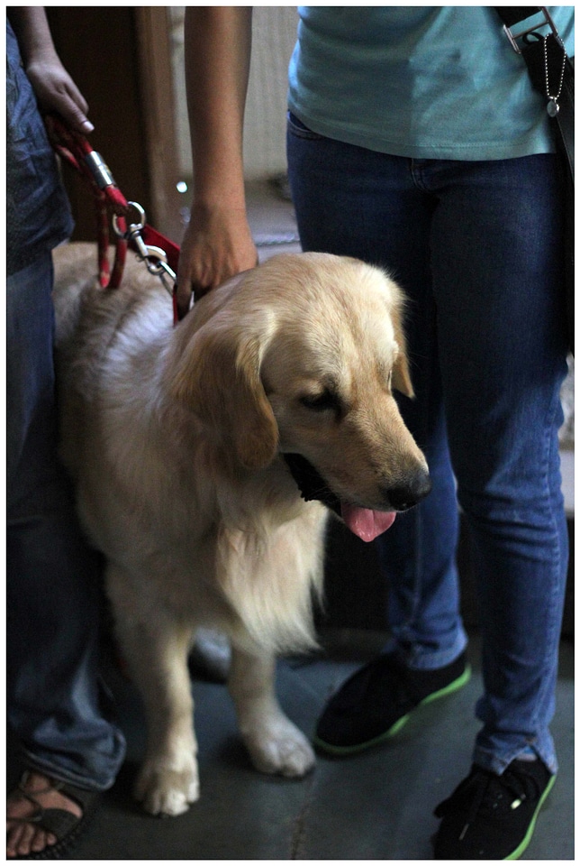 Dog Leash