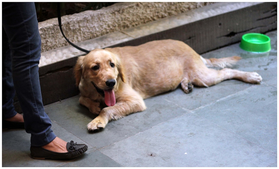 Dog Relaxing Ground
