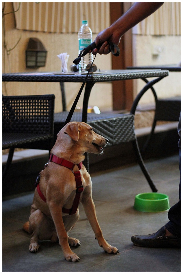 Dog Sitting Table