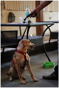 Dog Sitting Table photo