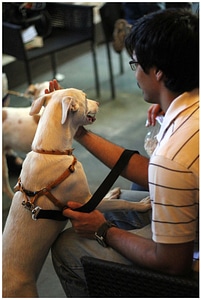 Dog Standing Owner photo