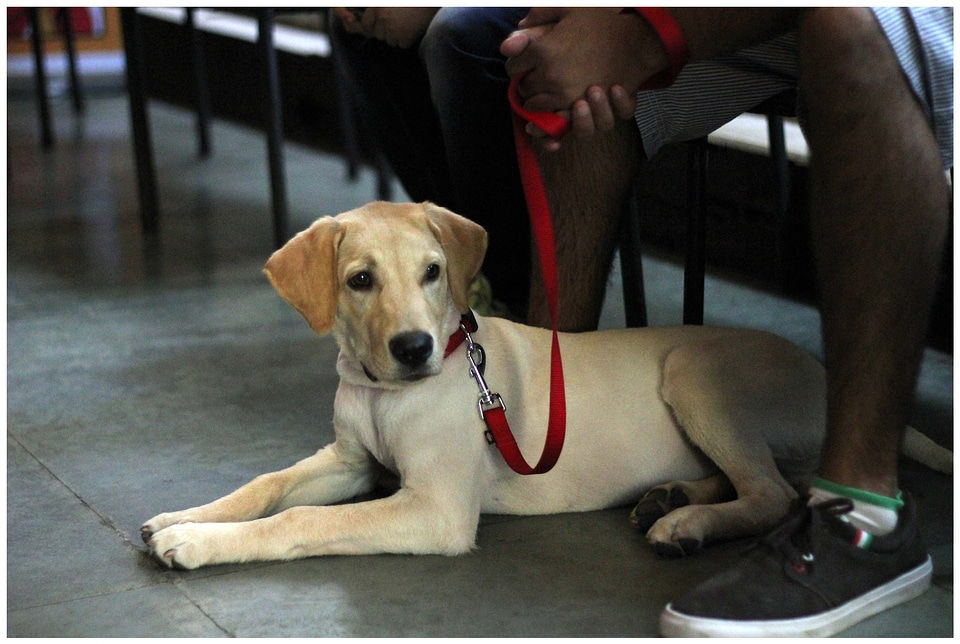 Dog With Owner Leash