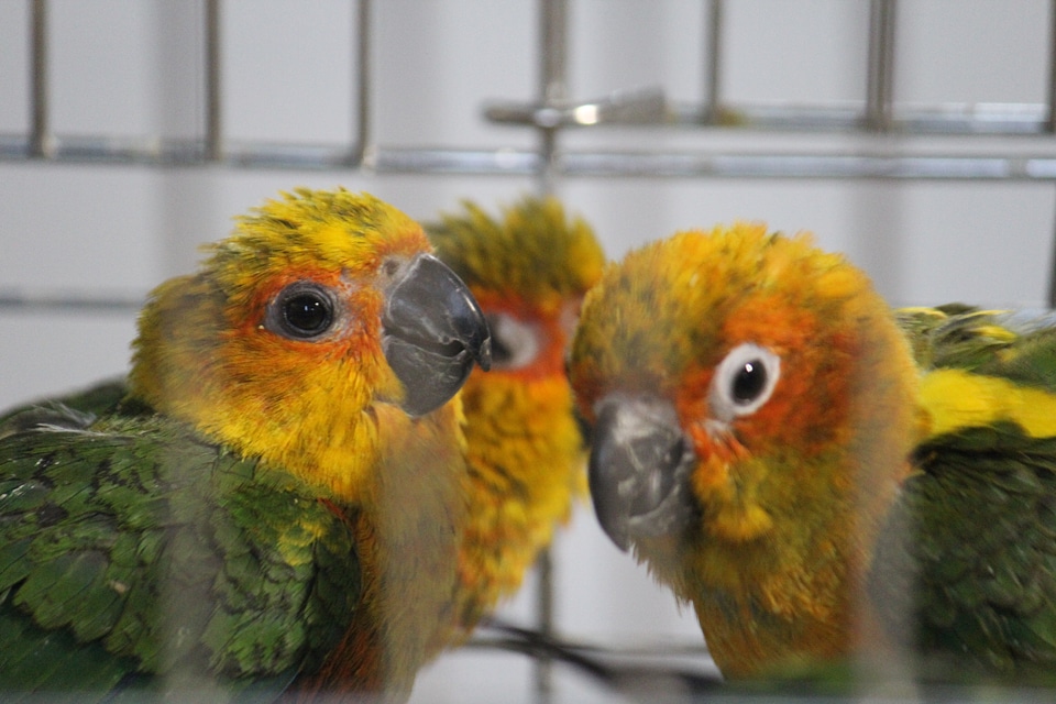 Colorful Love Birds