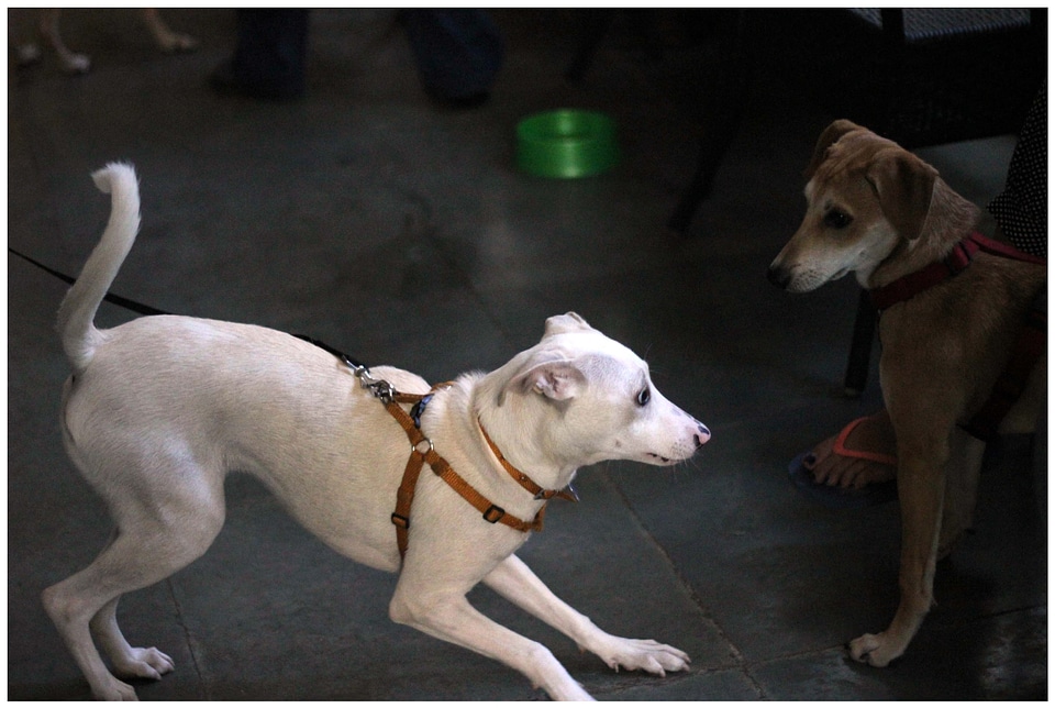 Dogs Playing With Each Other