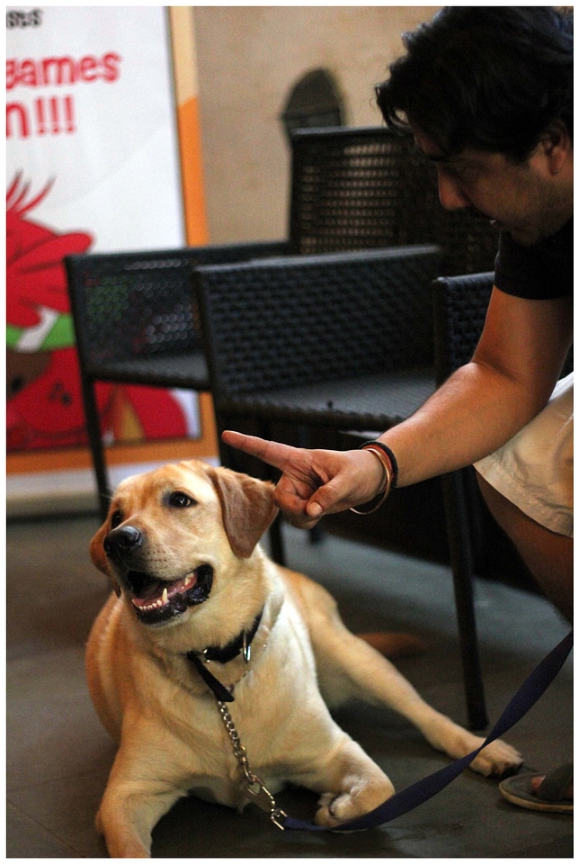 Pet Dog
