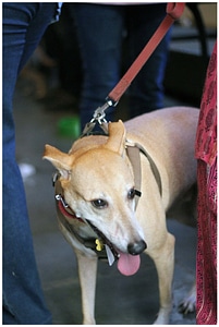 White Dog Leash photo