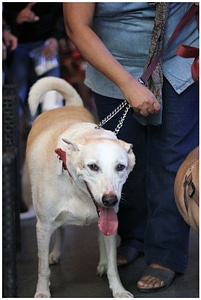 White Dog With Owner