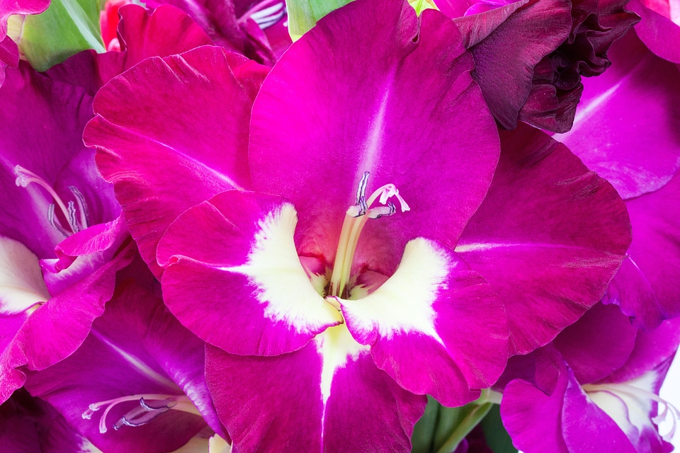 Violet bloom nature
