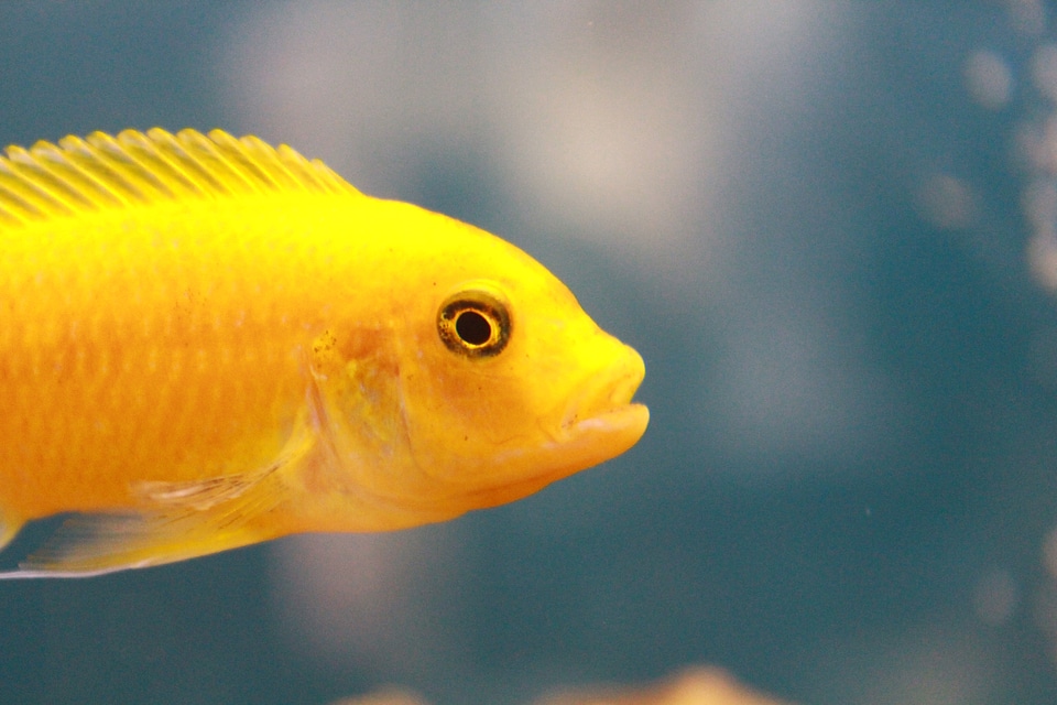 Flimsy Yellow Fish