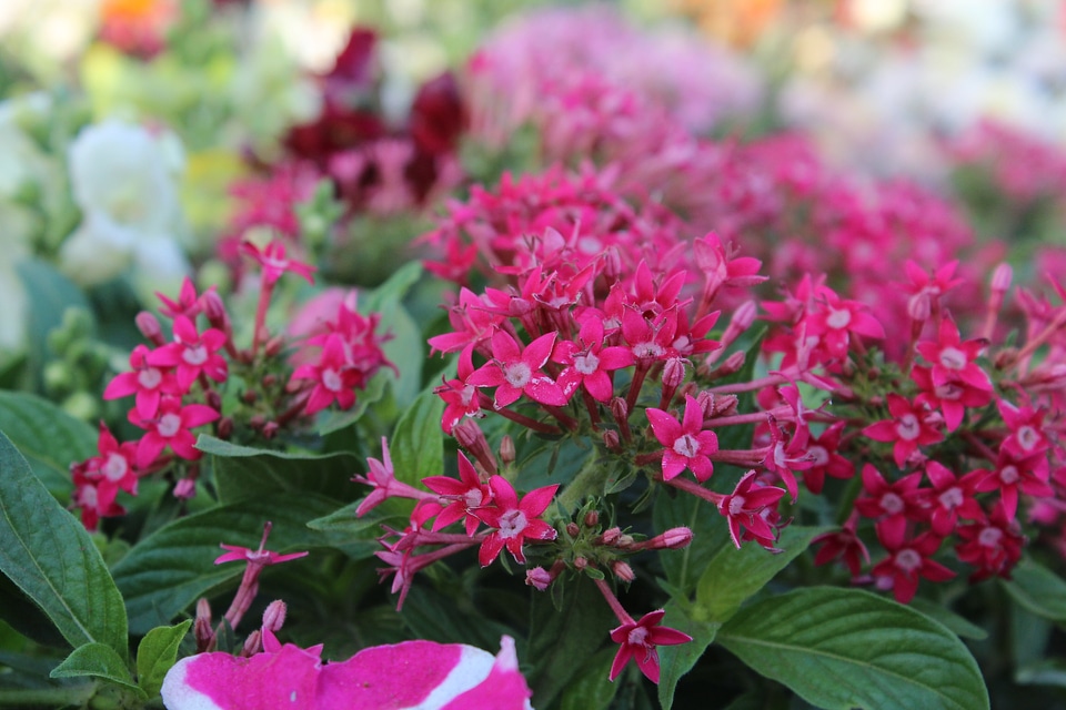 Fresh Pink Flowers