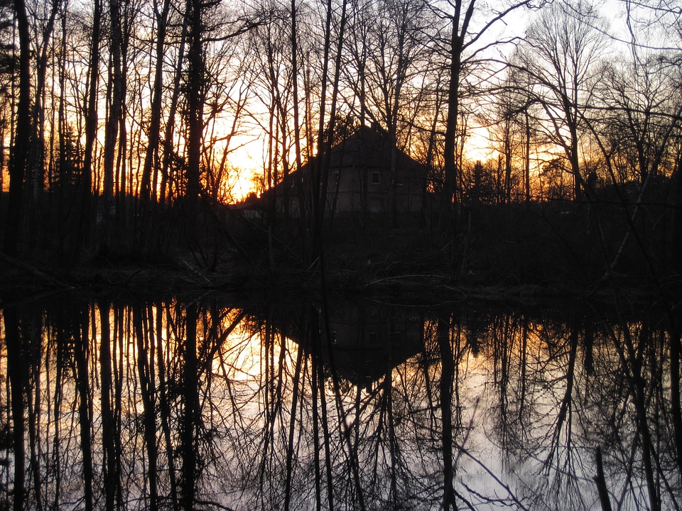 Mirroring house forest