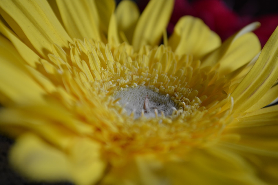 Daisy Yellow Flower