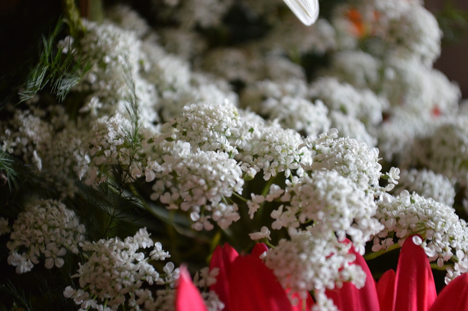Flower Bouquet Closeup