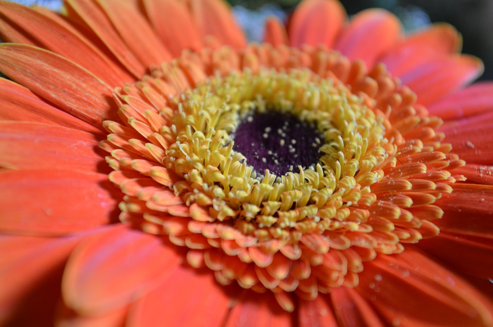 Orange Closeup Daisy Sunflower