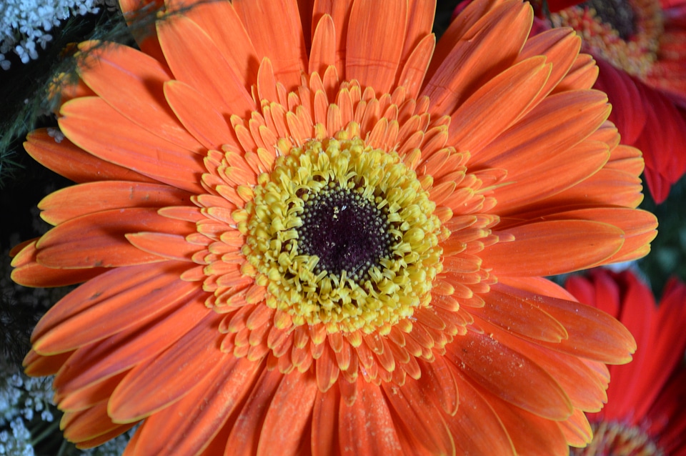 Orange Daisy Aster Flower