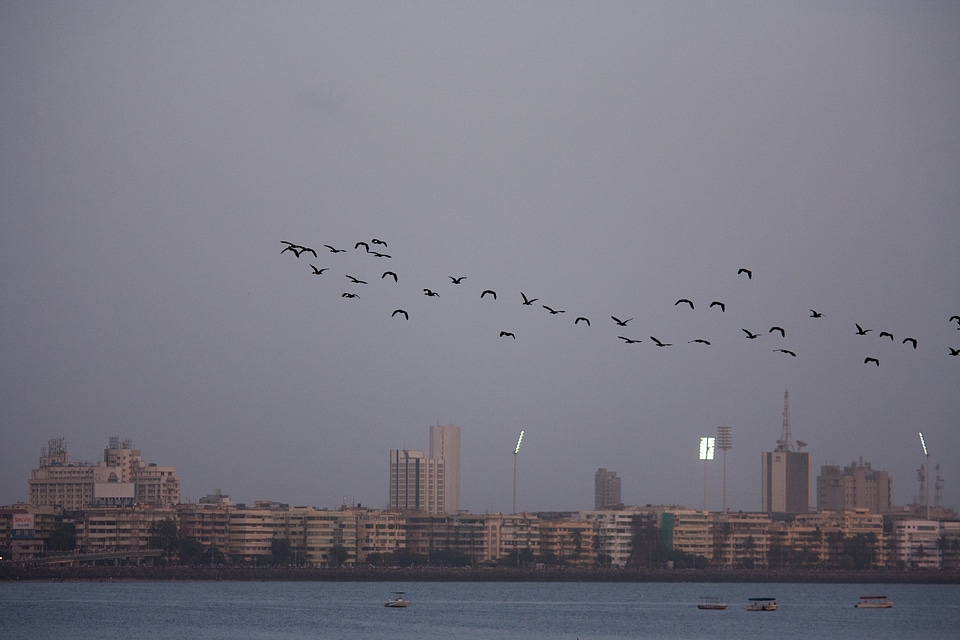 Fleet Of Birds Over Sea