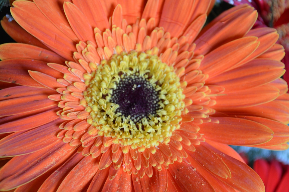 Orange Daisy Lovely