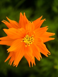 Orange Flower photo