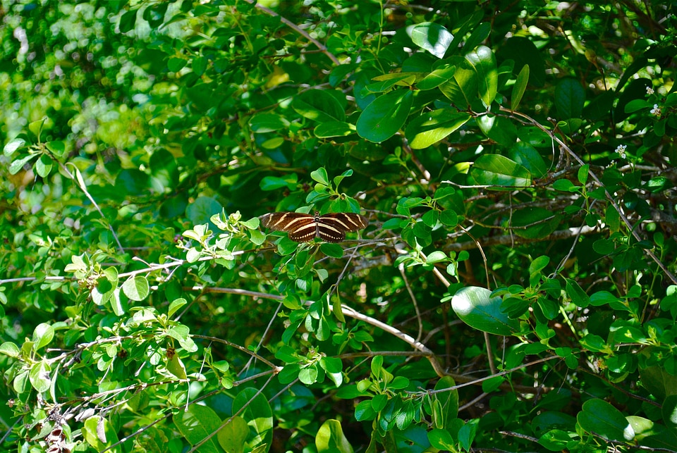 Crane point nature center butterfly