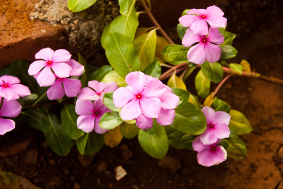 Small Pink Flowers