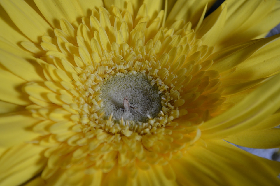 Yellow Daisy Flower Close