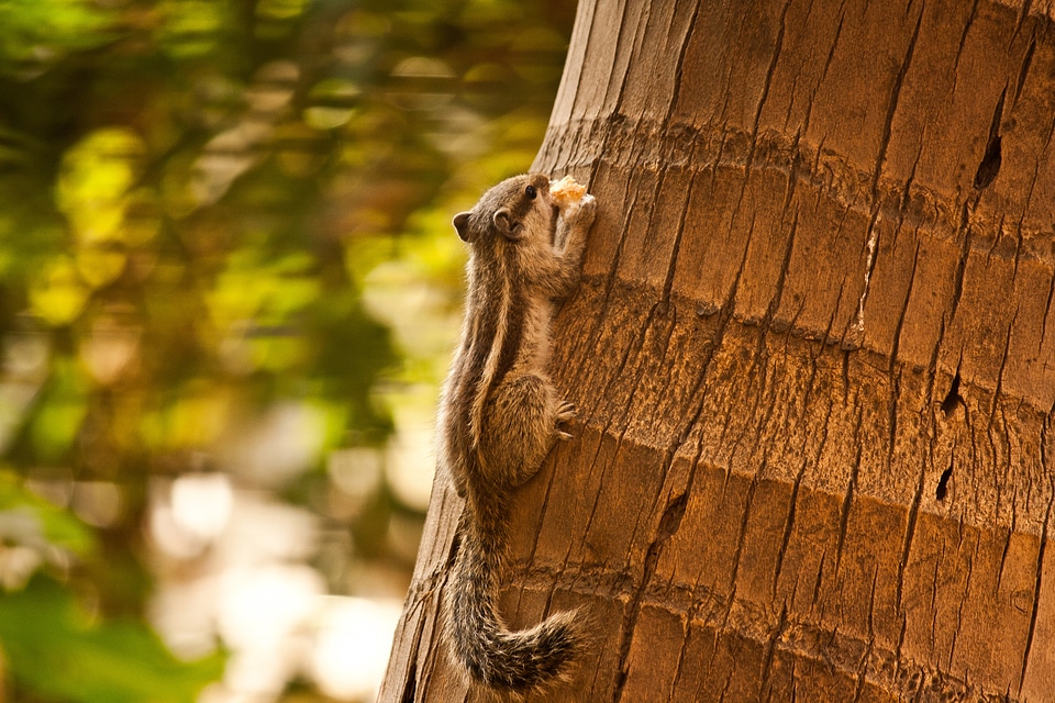 Squirrel On Tree photo