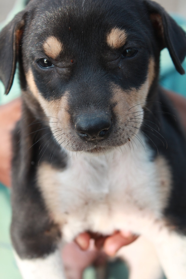 Puppy Cute Black