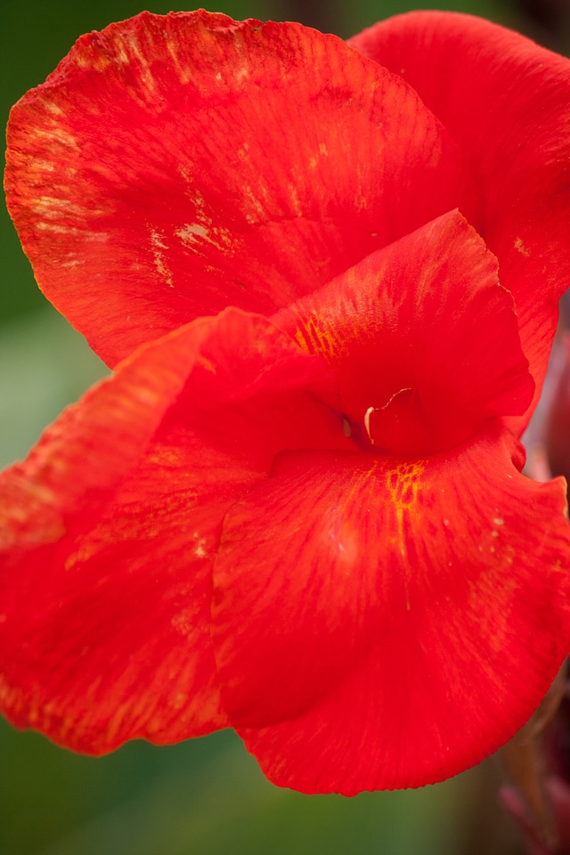 Red Flower Petals