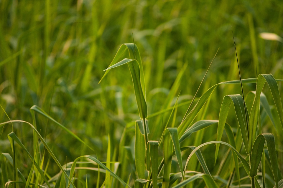 Green Crops In Farm