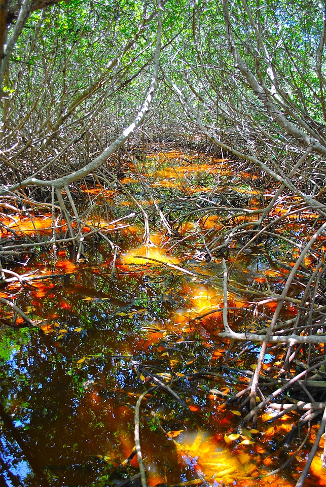 Mangrove forest tropical woods nature center