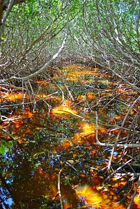 Mangrove forest tropical woods nature center photo