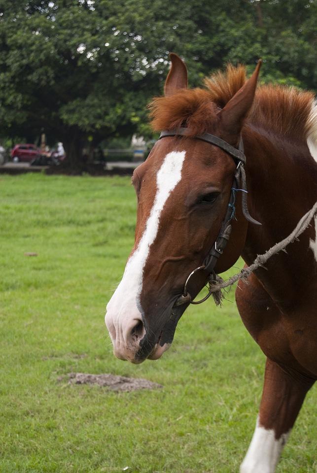 Brown Horse