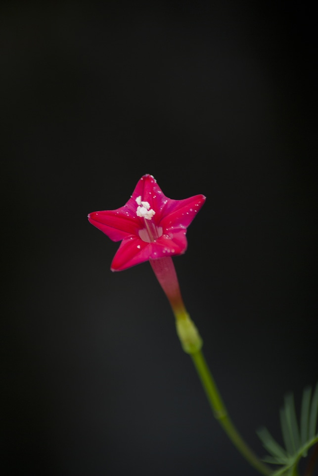 Small Red Flower
