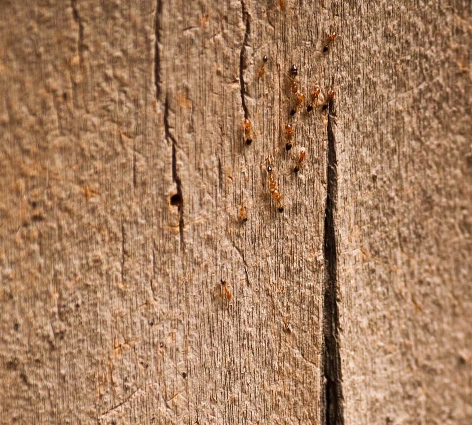 Ants Insects