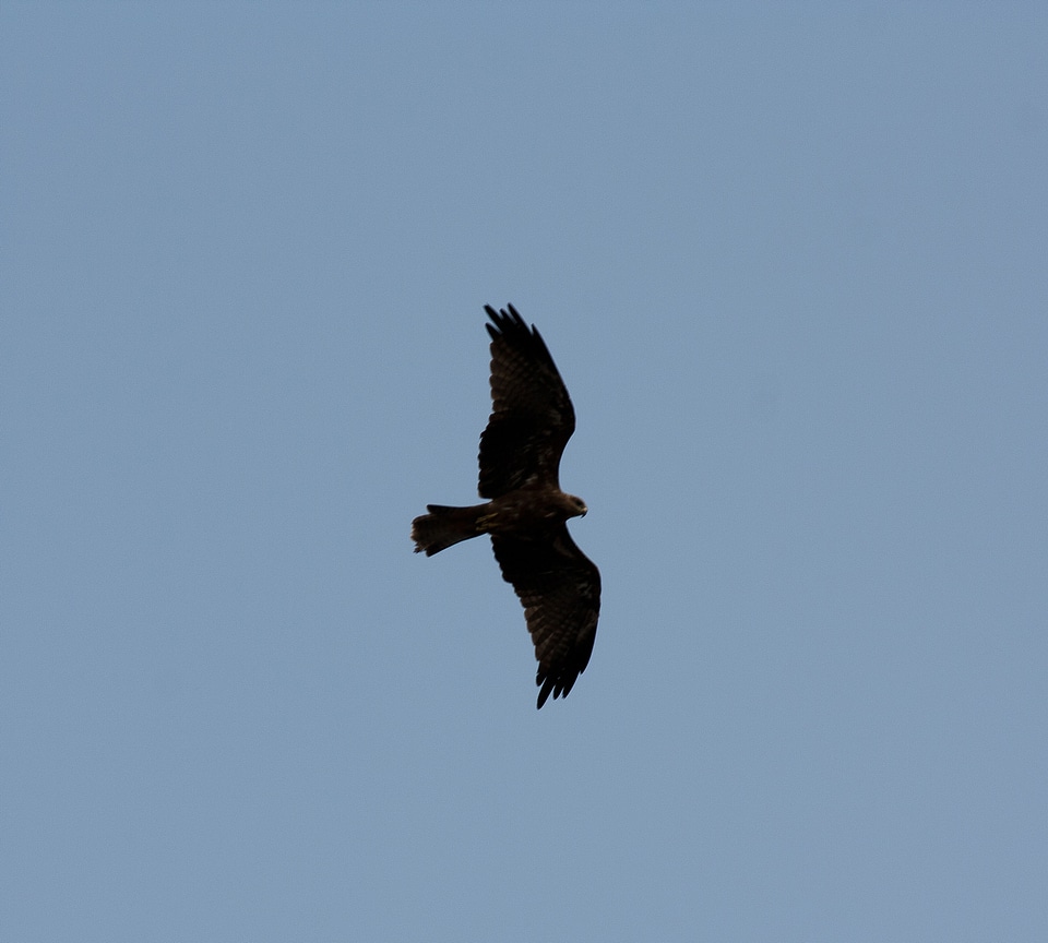 Bird Flying photo