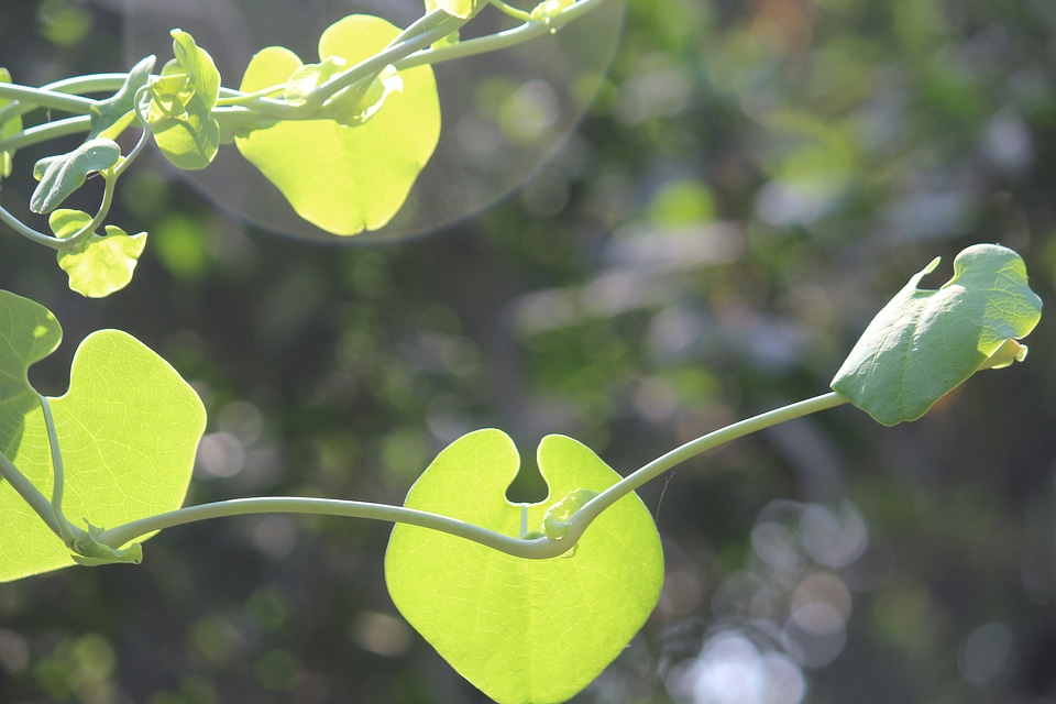 Beautiful Leaf Plant