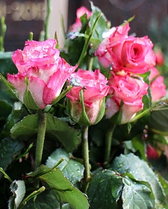 Love farewell commemorate