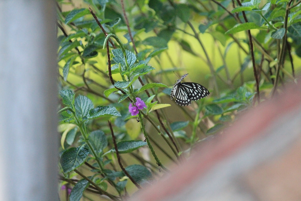 Butterfly In Garden