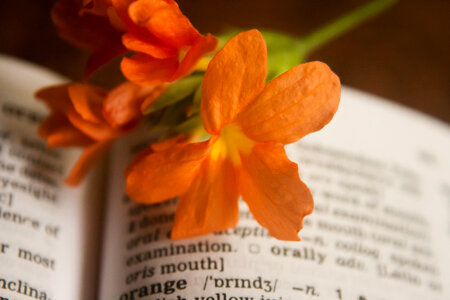 Orange Flower Dictionary photo