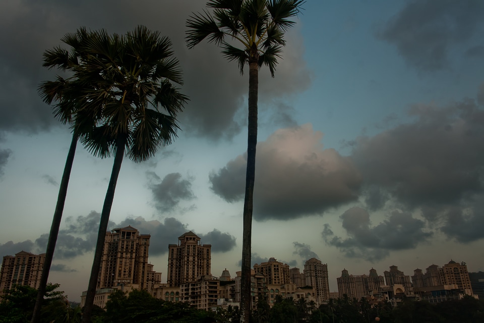 Palm Trees Buildings