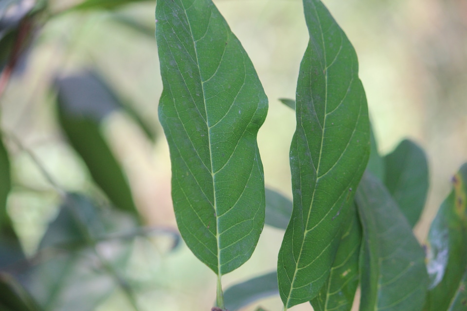 Custard Apple Plant