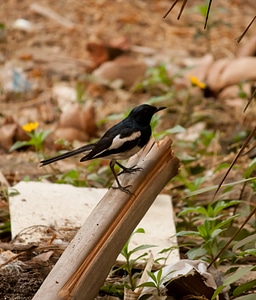 Bird Black photo
