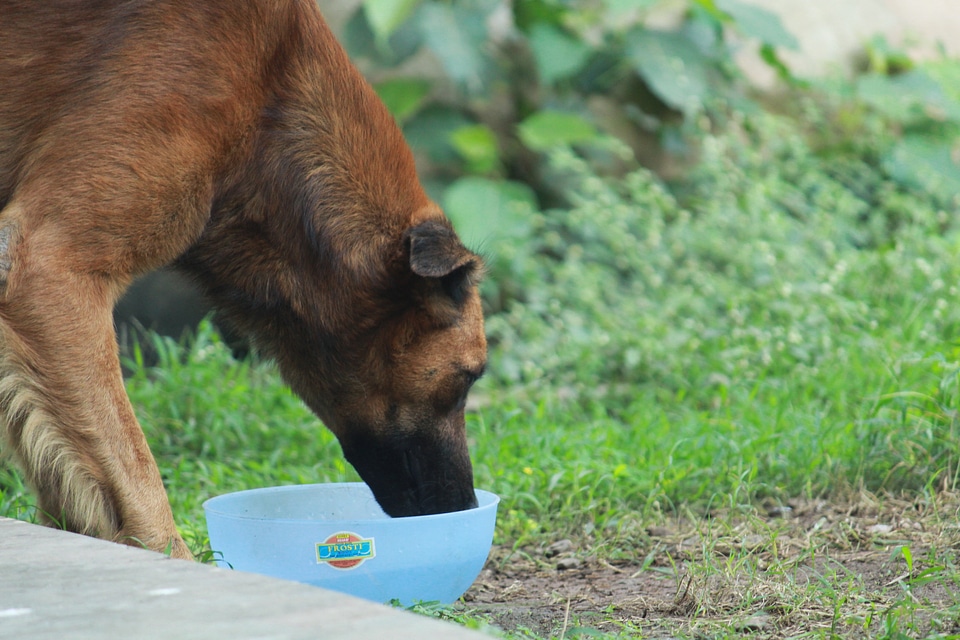 Dog Drinking Water
