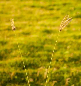 Green Stalk Plant photo