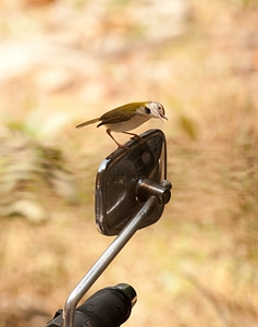 Rearview Mirror Bird
