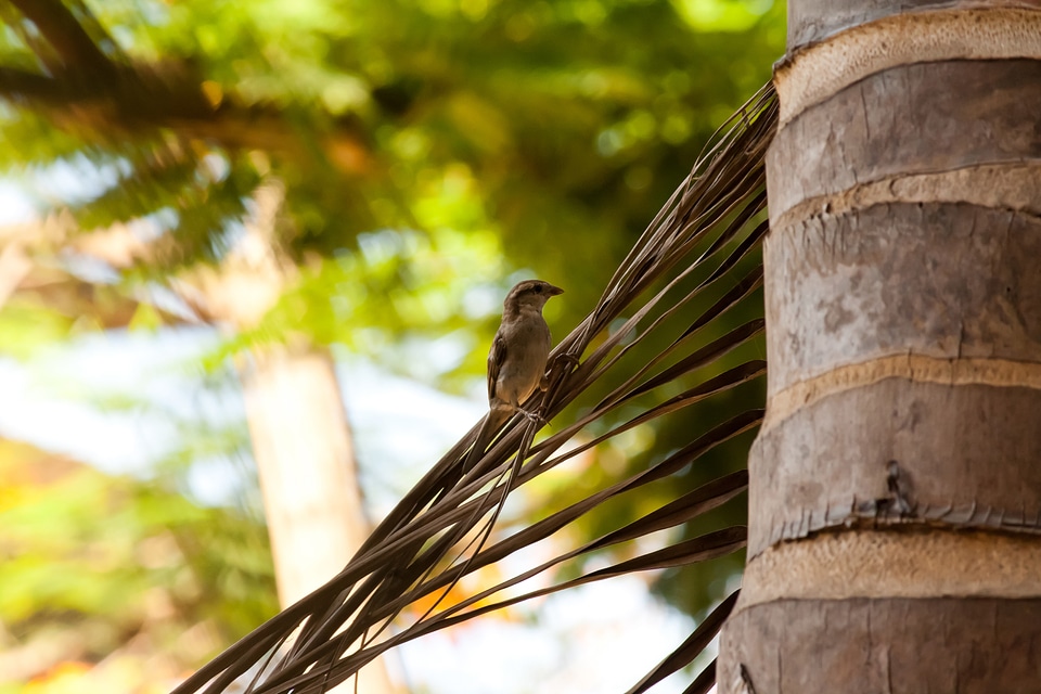 Sparrow Small Bird