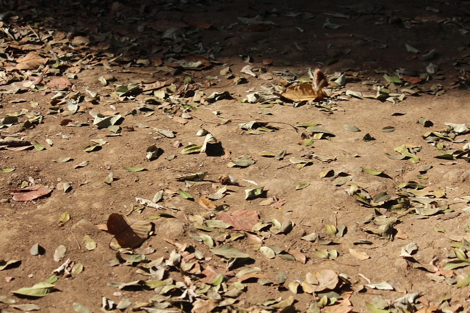 Ground Rubbish Dead Leaves